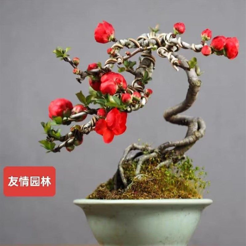 精品海棠长寿梅微盆景阳台养殖