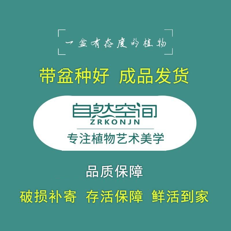 君子兰盆栽六月雪盆景室内植物办公客厅好养中式绿植摆件观赏送礼