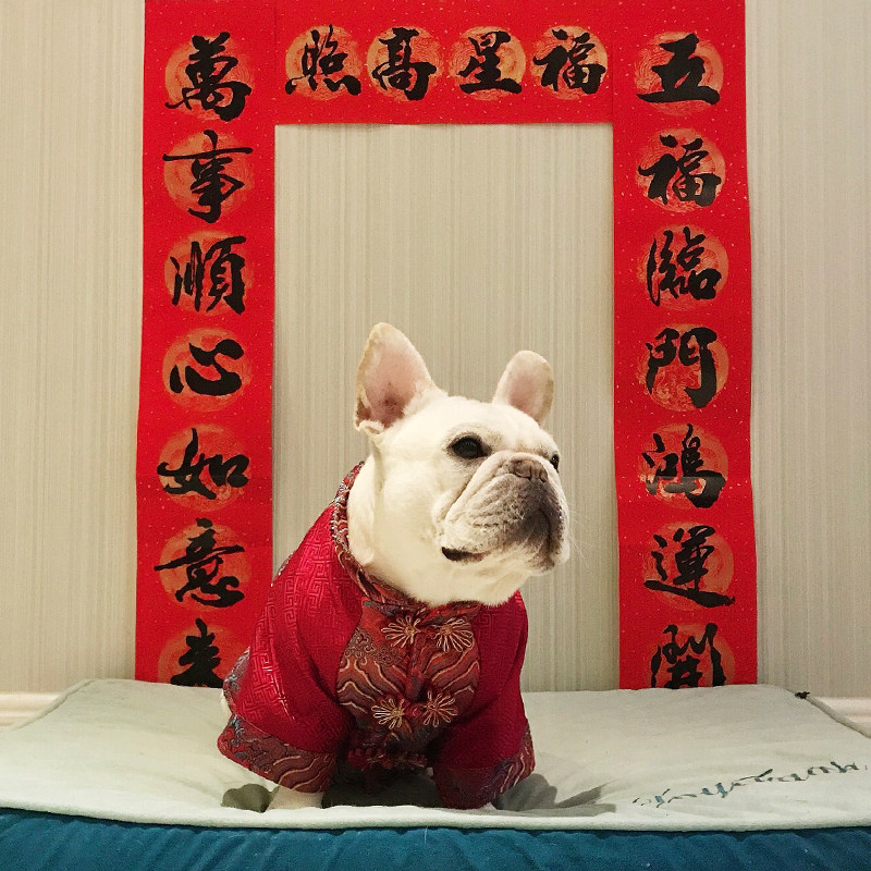 秋冬新年款加厚年服法斗巴哥犬胖狗唐装结婚喜庆过年拜年衣服棉衣