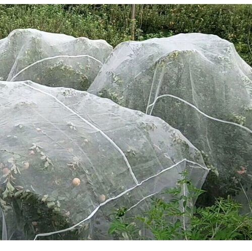 包邮杨梅 水果树罩 樱桃 蚊帐 防虫网 罗幔 防鸟网 防风网莲雾网