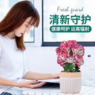 玉麒麟多肉植物盆栽室内办公桌面招财摆件龙骨彩麒麟绿植花卉盆景