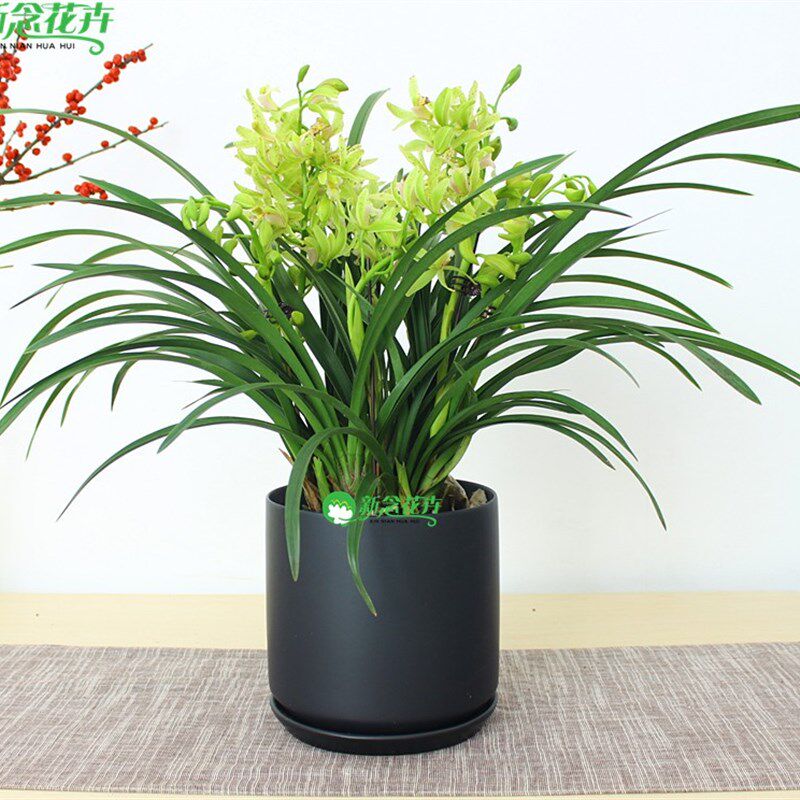 新念 香兰盆栽清香型室内植物客厅茶几花卉带花苞
