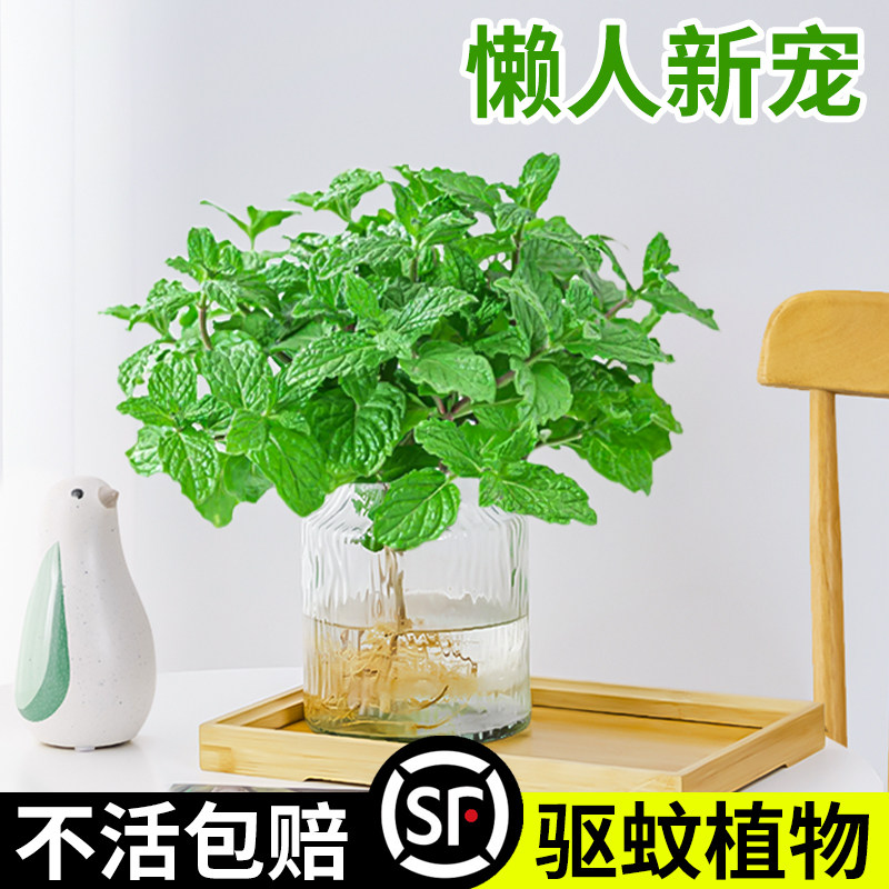 薄荷水培植物办公室内绿植盆栽可食用迷迭香驱蚊除甲醛四季好养活