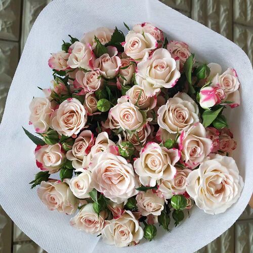 折射肯尼亚多头玫瑰花苗四季阳台庭院小花多头月季抗病强花卉植物