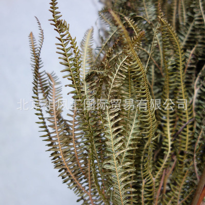 【蕨菜叶】进口干叶干草干花天然植物拍照道具装饰插花花束蕨类