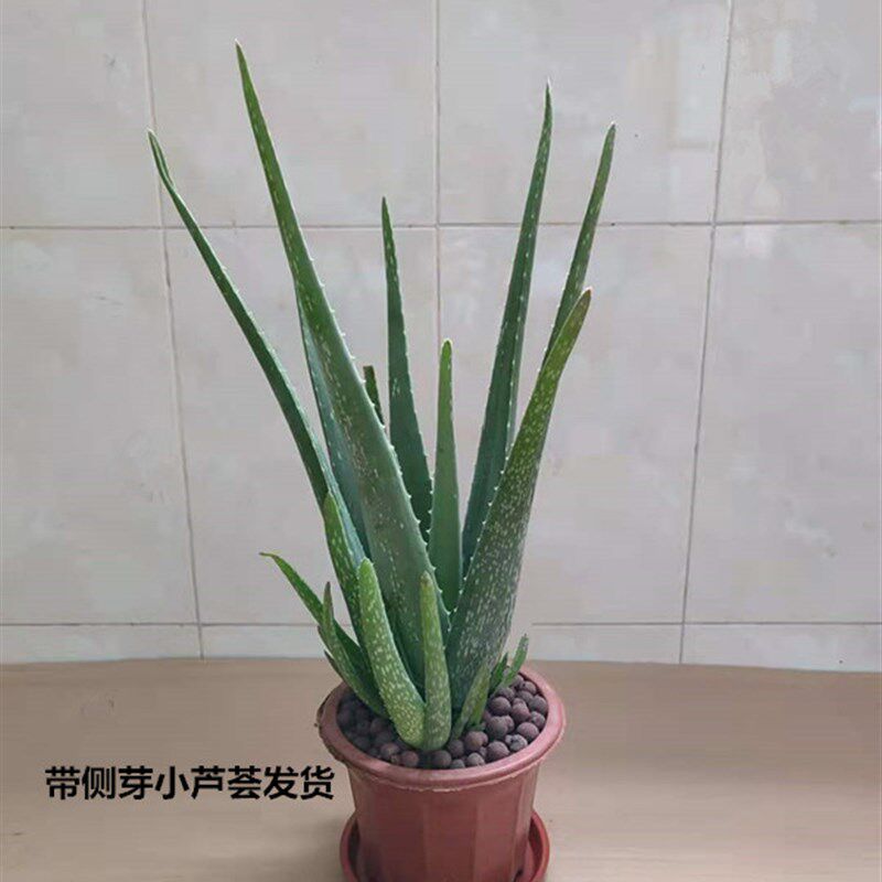 库拉索芦荟盆栽水培绿植可食用可美容除甲醛净化空气多肉植物包邮