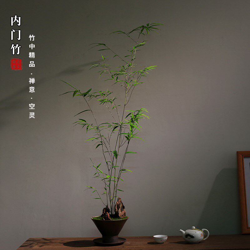 正宗内门竹禅意盆景高端茶室植物室内绿植桌面摆件好养竹子盆栽