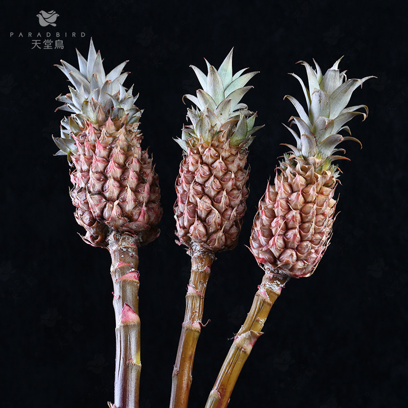 可爱迷你小菠萝凤梨鲜花家庭观赏格调鲜切花趣味花艺插花可做干花