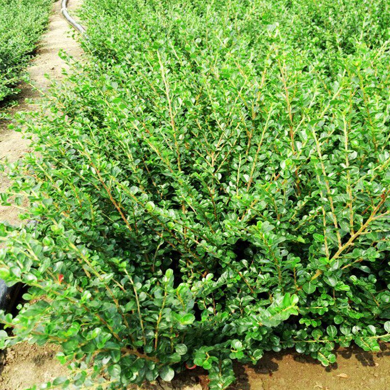 平枝荀子铺地蜈蚣小叶栒子红花旬子苗盆景匍匐灌木绿化工程苗木