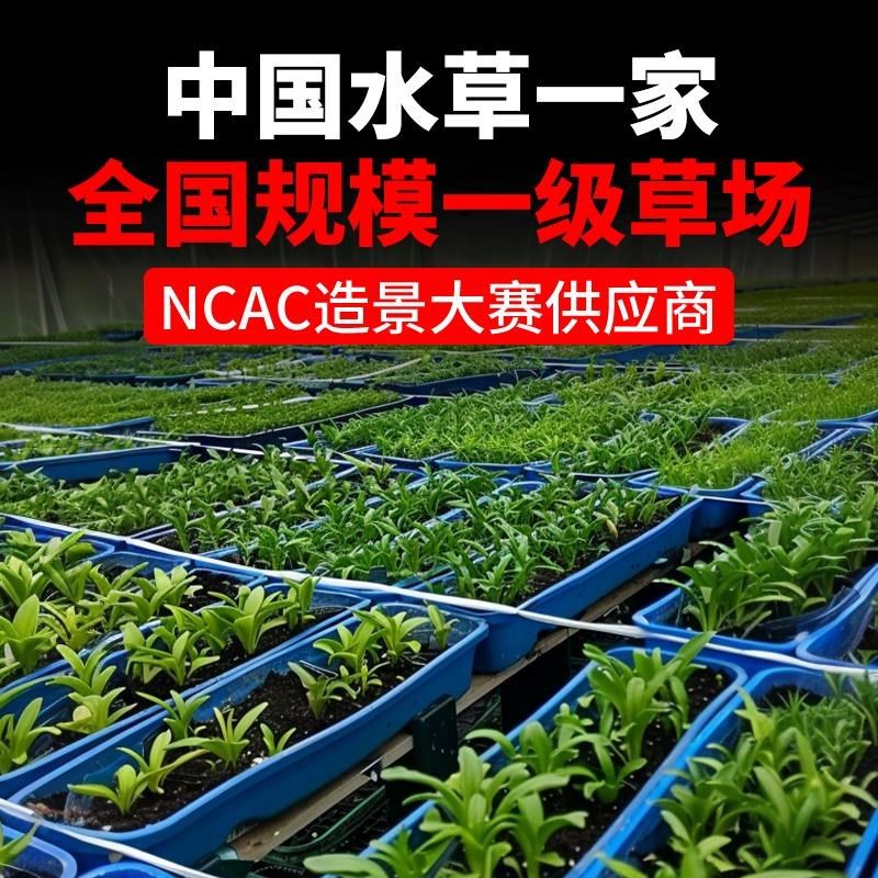 鱼缸水草植物专用造景摆件全套阴性水培绿植装饰蜈蚣草水榕水草