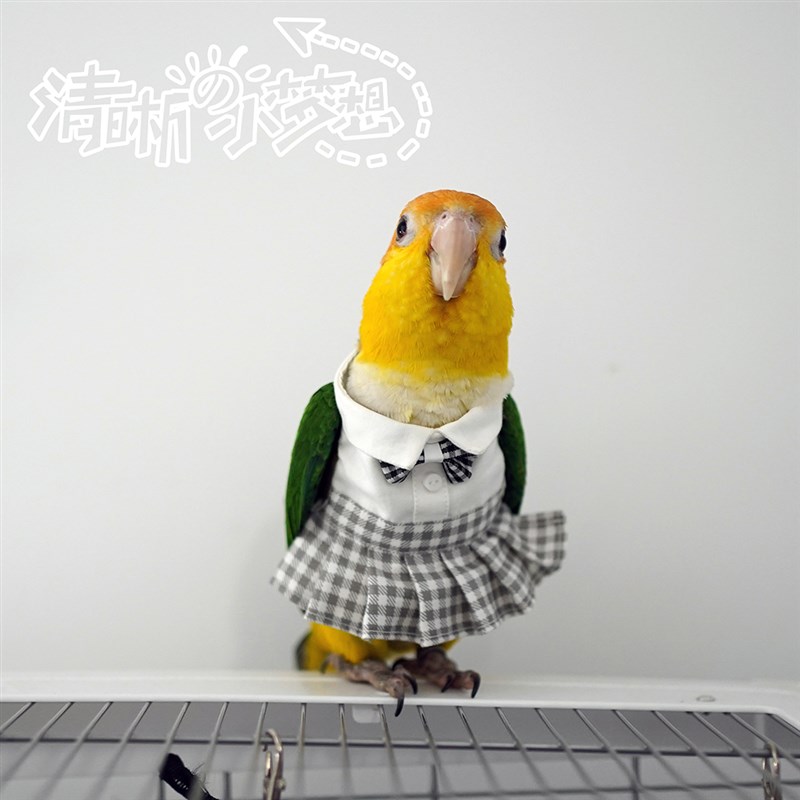 清晰小梦想宠物鹦鹉鸟衣服冬季加绒加厚保暖卫衣飞行棉服jk制服