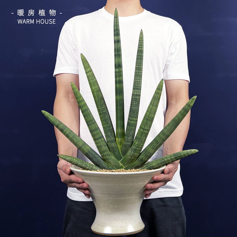 佛手虎皮兰多肉植物佛前香圆棒叶虎尾兰办公室客厅绿植盆栽吸甲醛