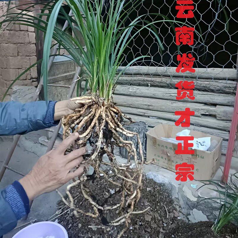 云南丽江石鼓大雪素兰花莲瓣兰露天老种纯白花特级名贵精品素花卉