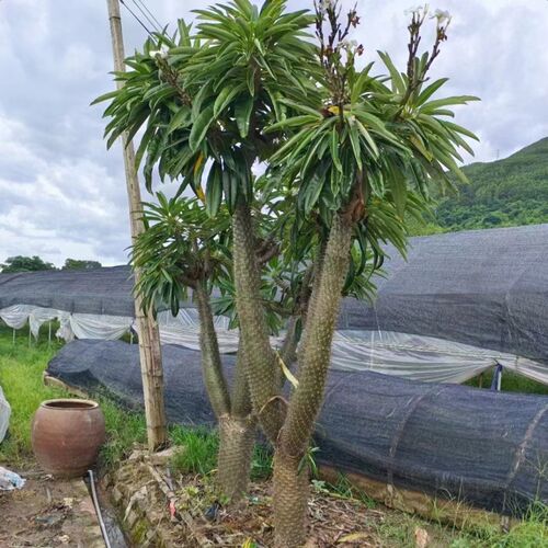 造型非州霸王树开花盆栽耐旱沙生植物阳台庭院别墅花园造景大绿植