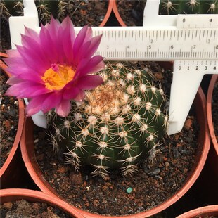 实生眩美玉会开花仙人球室内美观易养活开群花勤花趣味仙人掌盆栽