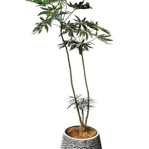 造型孔雀木大型观叶绿植室内净化空气客厅北欧风简约大型盆栽植物