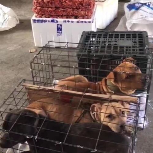 一次性土狗杂斗猎犬托运笼运输笼航空箱狗笼结实耐用尺寸70X30X40
