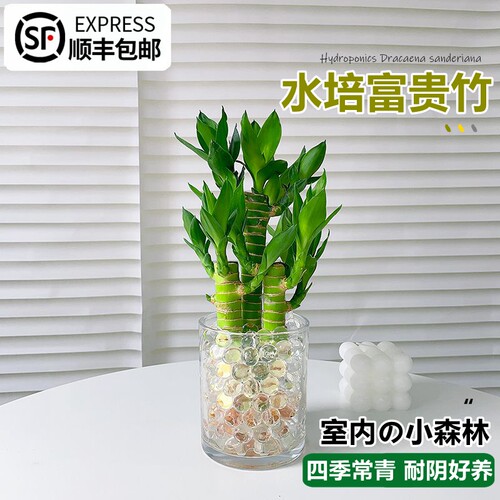 荷花竹富贵竹盆栽水培植物带根花卉招财水养绿植客厅桌面净化空气