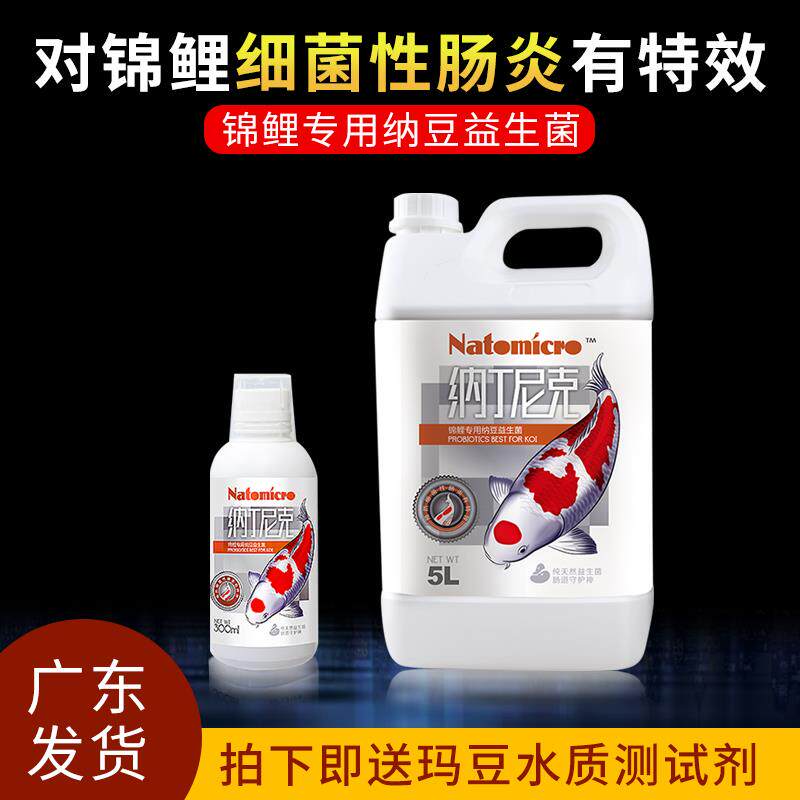 纳丁尼克锦鲤鱼专用纳豆益生菌预防细菌性厌食预防肠炎助消化增色