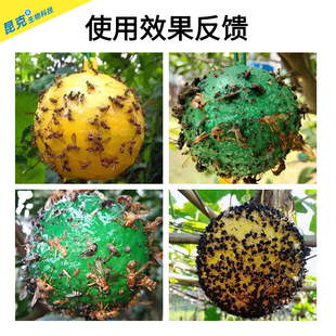 柑橘诱蝇球大食蝇球果实蝇针蜂金苍蝇粘虫球苦瓜菜果园果蝇诱捕器