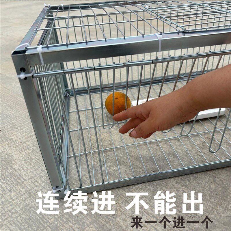 全自动只进不出门天落网笼鸟户外收鸽笼抓鸽子神器撞门笼新款防锈图片