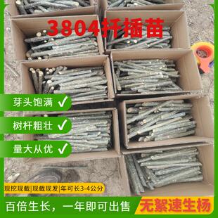 杨树苗3412白杨速生苗3804无絮杨扦插段杨绿化植物造林107扦插苗