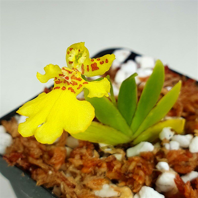 【新品】迷你扇叶文心兰 小型兰花 带花茎包邮