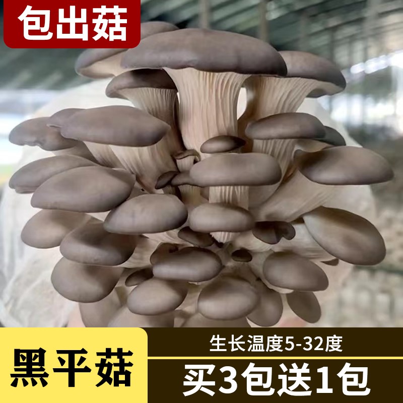 蘑菇种植包家种平菇菌菇包阳台客多肉植物