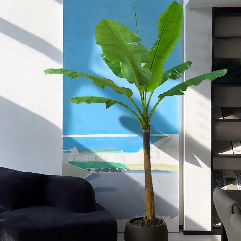 大叶芭蕉树盆栽真绿植大型观赏植物室外落地盆景绿植四季常春好养