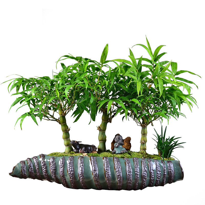 佛肚竹子盆栽葫芦竹盆景客厅桌面阳台绿植四季常青吸甲醛趣味植物