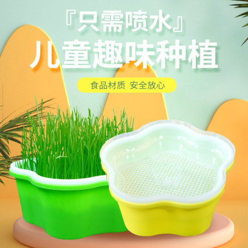 豆芽发芽盆芽苗菜育苗托盘带盖幼儿园童观察水培蔬菜生长无土栽培