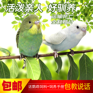 虎皮鹦鹉活鸟虎皮鹦鹉玄凤鹦鹉活鸟会说话手养宠物鸟幼鸟繁殖鸟