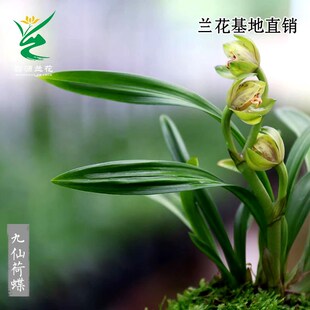 喜花里兰花苗四季建兰矮种九仙荷蝶好养开花浓香室内绿植花卉盆栽