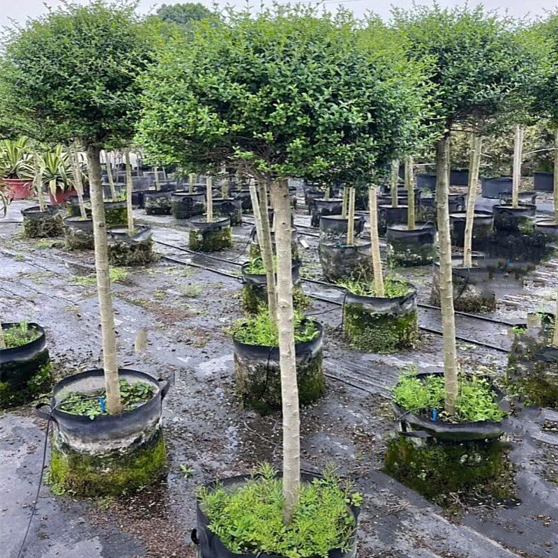 小叶女贞球庭院别墅绿化球 花镜植物亮晶女贞树苗 四季常青棒棒糖