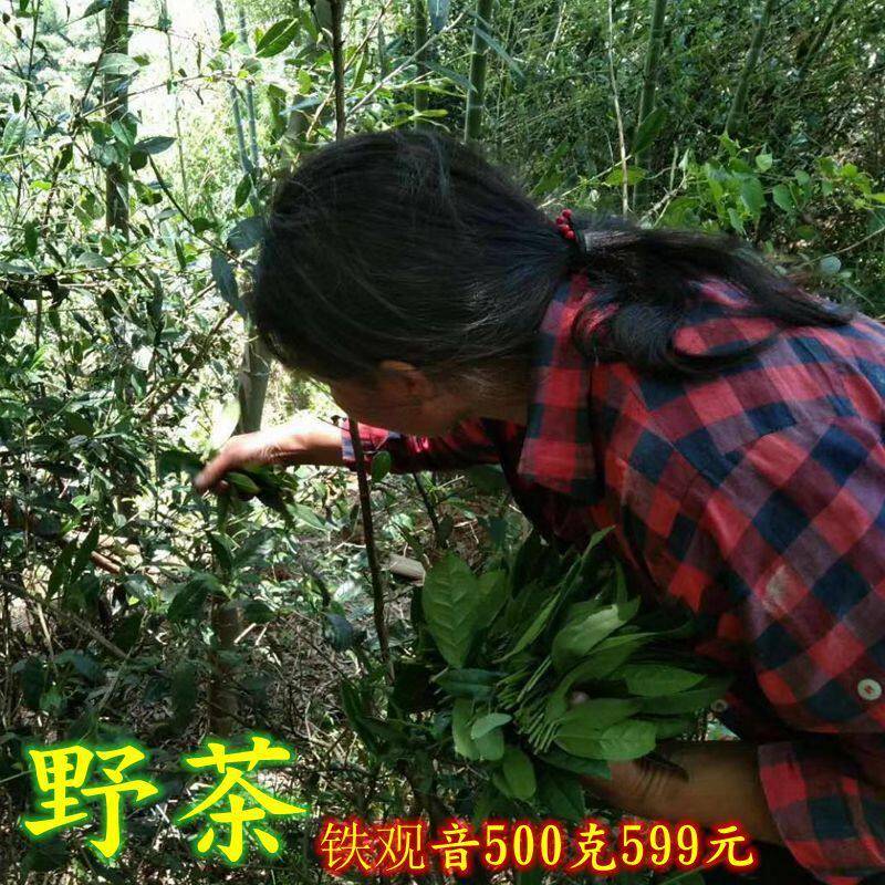 回甘香型福建安溪特产级野茶铁观音浓香乌龙生态新茶叶清香散装