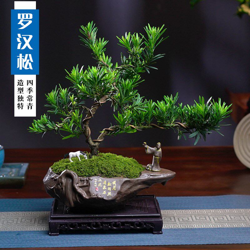 罗汉松盆景老桩植物盆栽雀舌树苗造型树室内花绿植桌面微景观好养