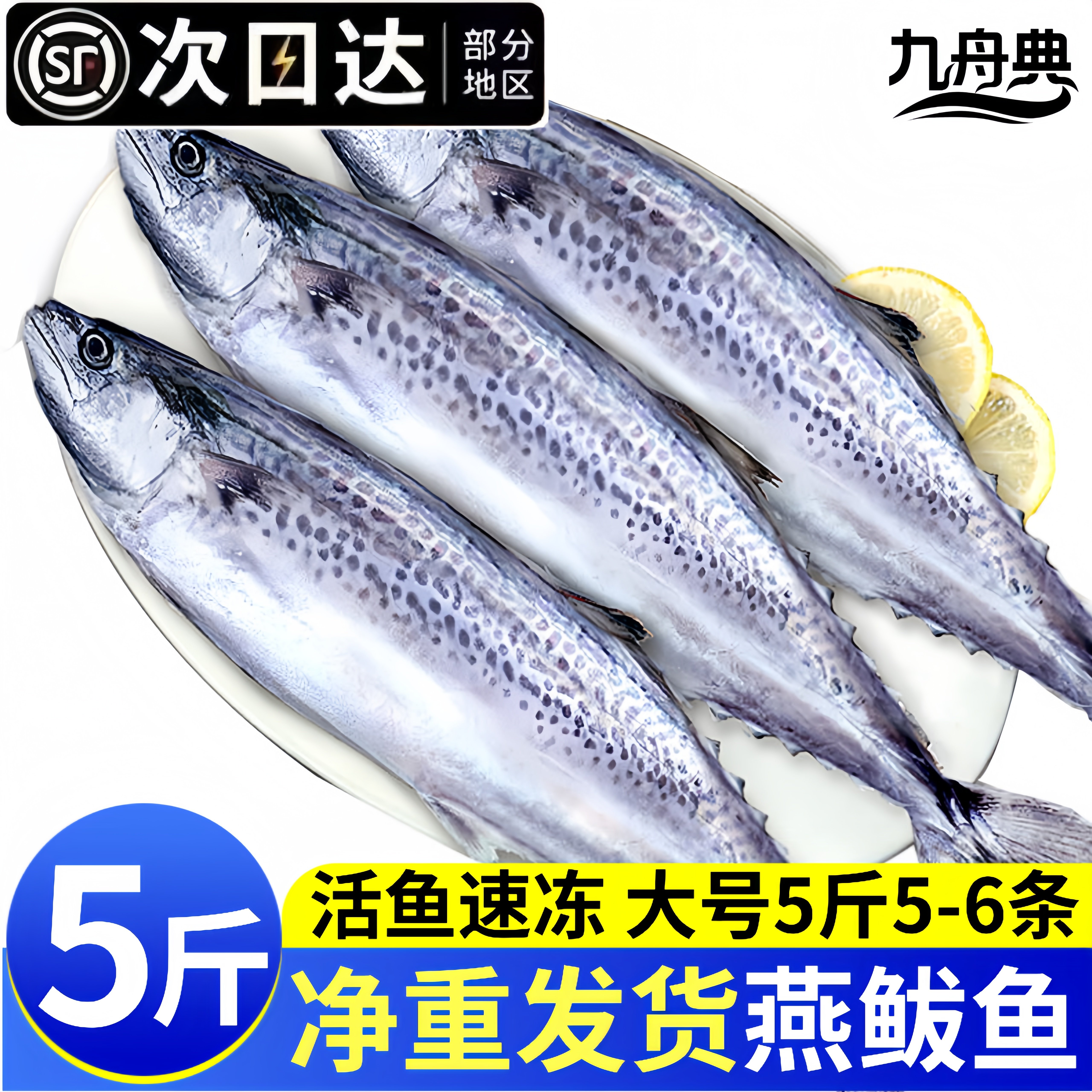 新鲜冷冻整条大鲅鱼马鲛鱼批发