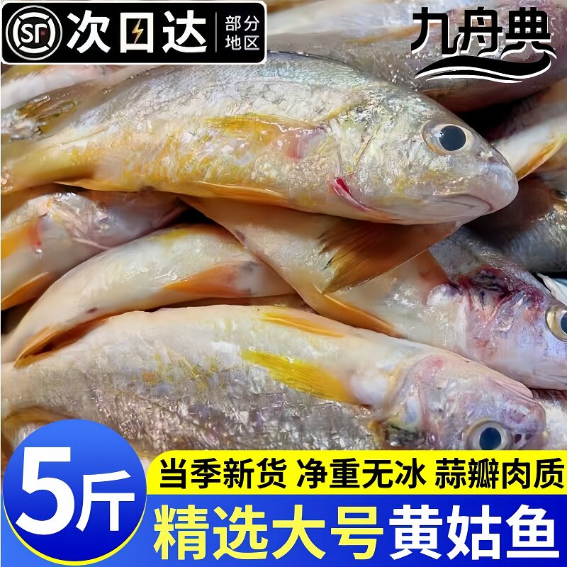 九舟典新鲜冷冻无冰小黄姑鱼海鱼