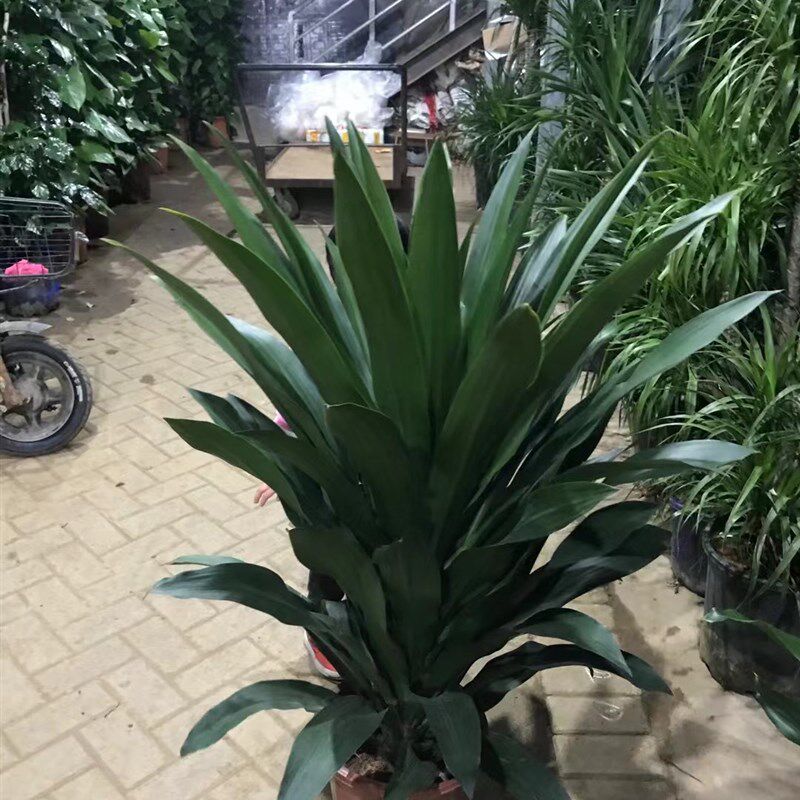 也门铁盆栽铁树盆景客厅办公室内阳台植物好养盆栽四季常青重庆