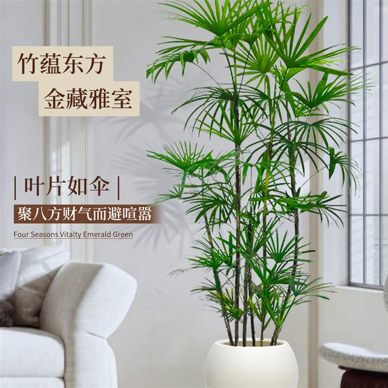 金山棕竹大型绿植盆栽高级感客厅室内外植物旺宅盆景四季好养耐寒