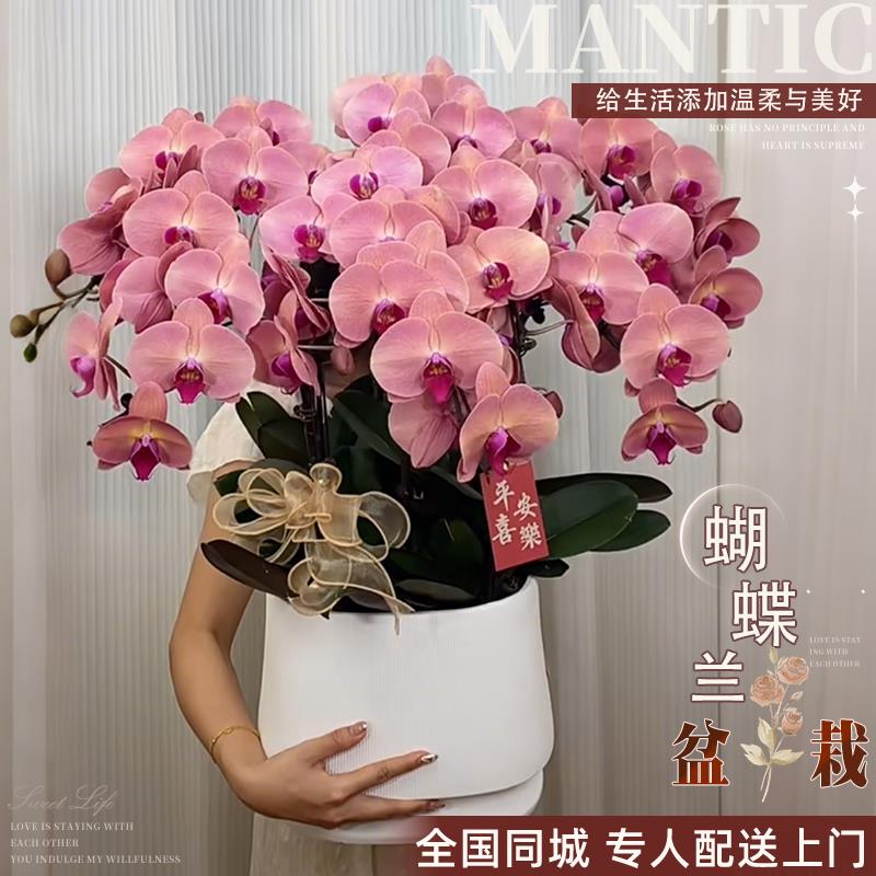 全国蝴蝶兰盆栽带真花鲜花速递同城配送礼物绿植开业乔迁北京大盆