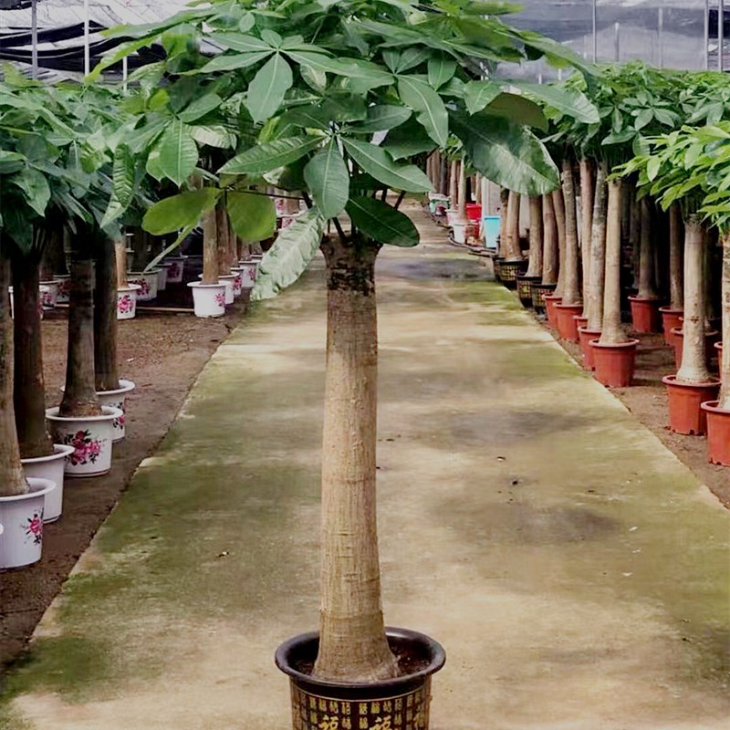 发财树辫子盆栽大型绿植吸甲醇客厅北欧净化空气室内办公阳台包邮