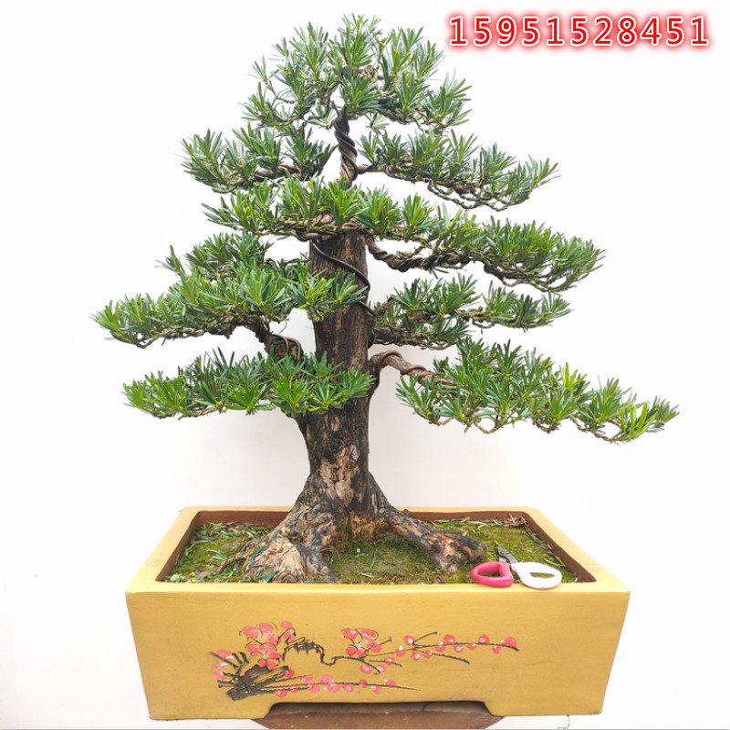 罗汉松盆景 提根雀舌罗汉松米叶罗汉松菊花罗盆景树桩一物一拍