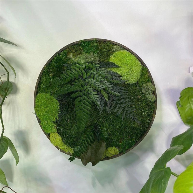 永生苔藓彷真植物挂画室内墙面壁挂挂件装饰软装休闲区客厅样品屋