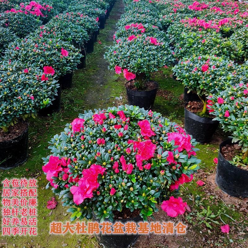 精美盆栽杜鹃花喜庆大红花卉老桩盆景四季开花带花苞阳台耐寒耐热