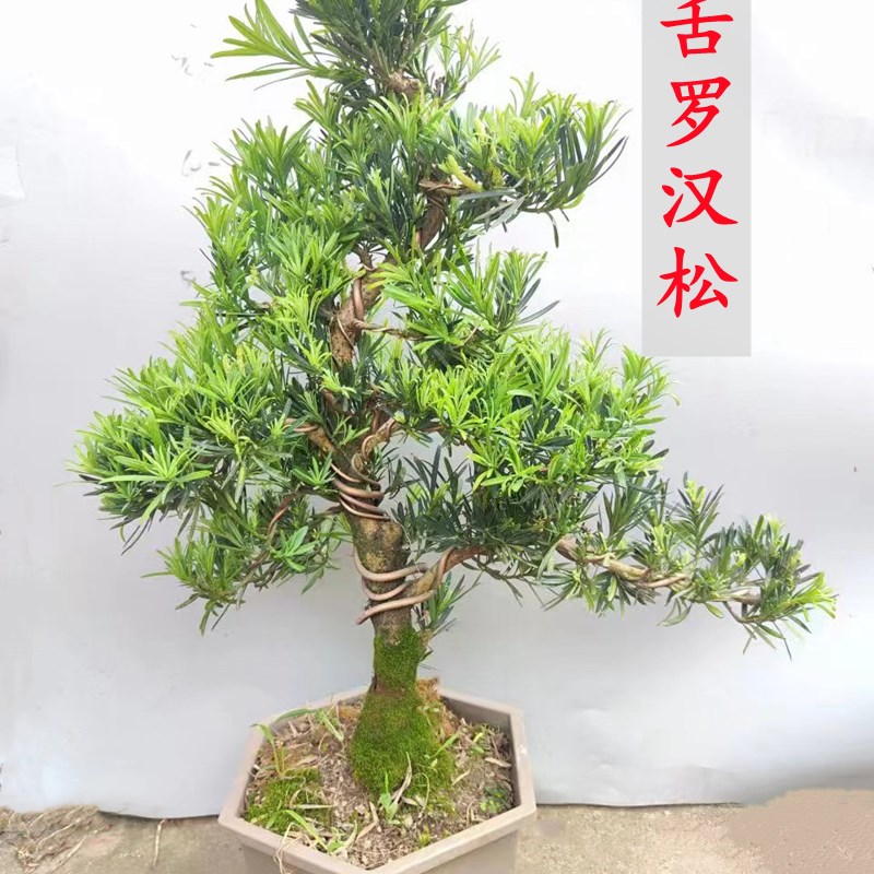 悬崖罗汉松临水盆栽 四季常青造型树小叶雀舌罗汉松盆景老桩大树