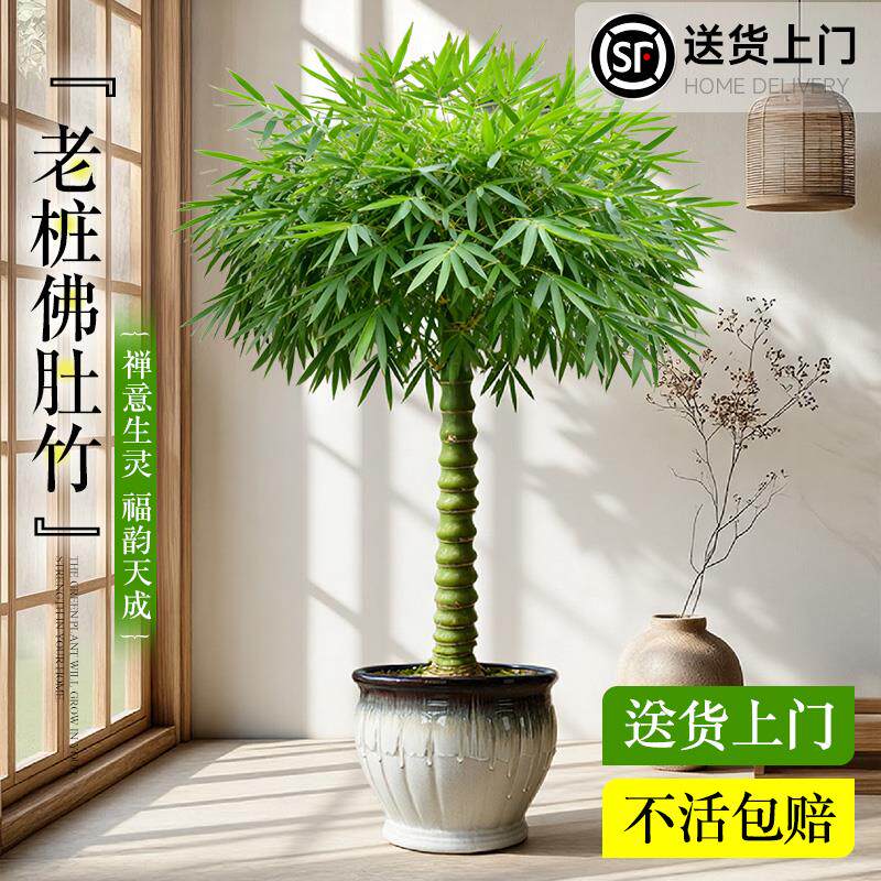佛肚竹盆栽老桩盆景富贵竹罗汉竹植物室内大型绿植文昌竹小叶簕竹