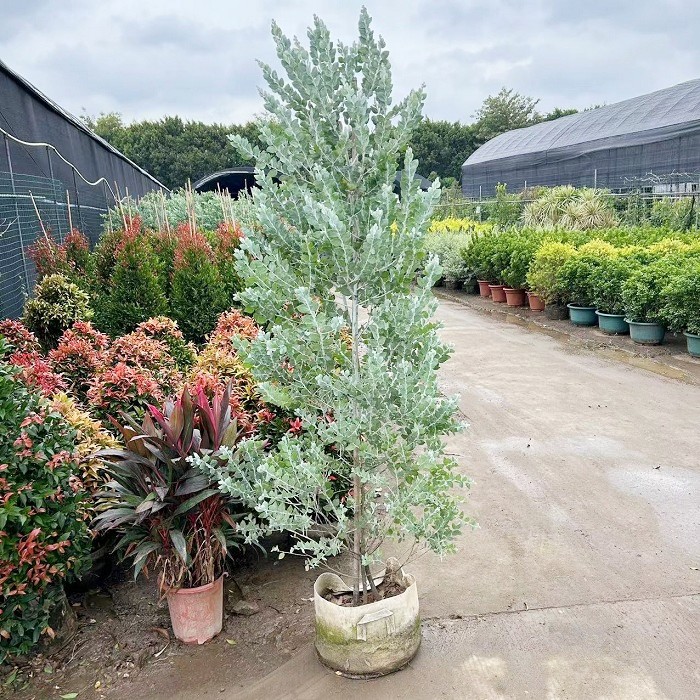银叶金合欢盆栽树苗室外庭院阳台绿植澳洲品种观叶风景树公园绿化