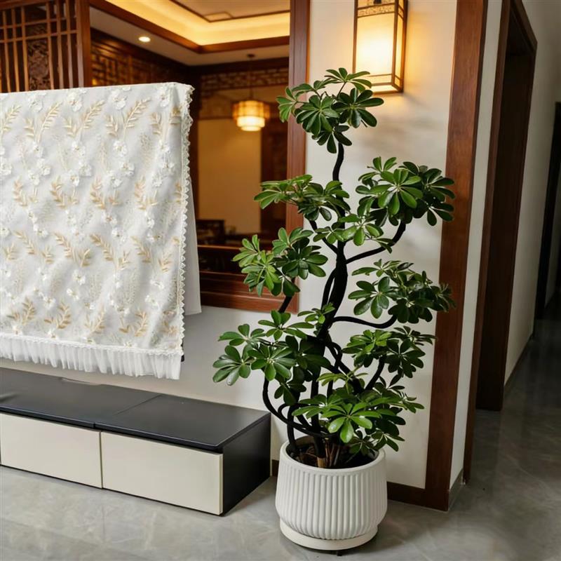鸭脚木盆栽老桩造型富贵绿植落地真花鸭掌木室内外植物好养