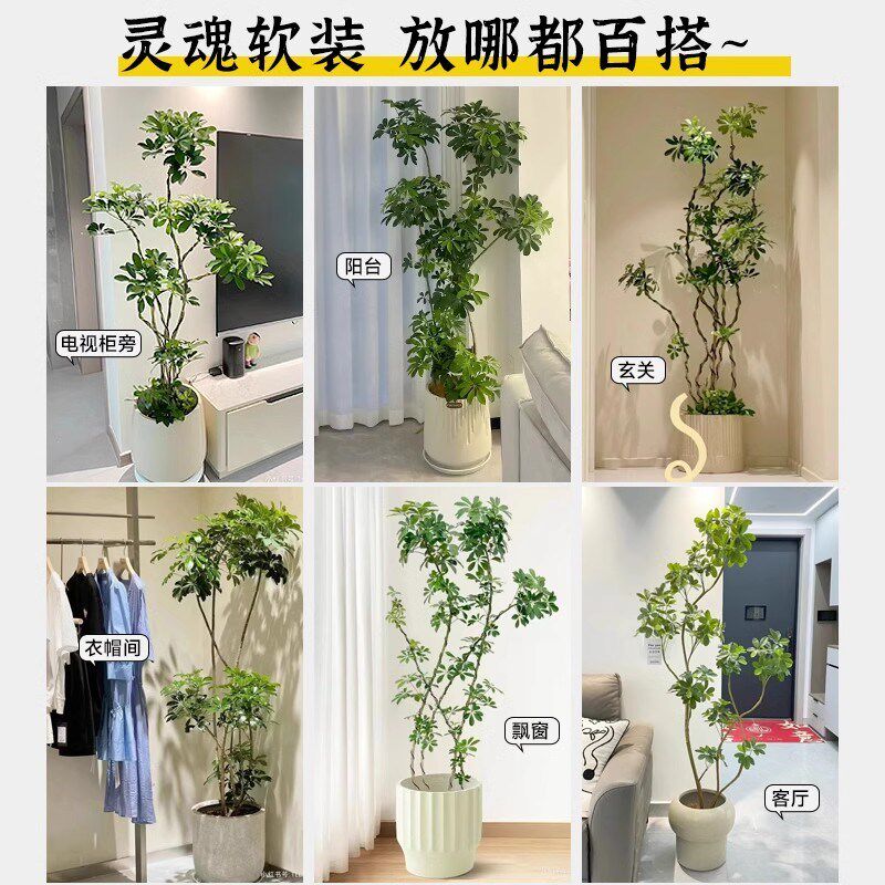 网红造型鸭脚木客厅大盆栽鸭掌木鹅掌室内落地大型四季常青绿植物